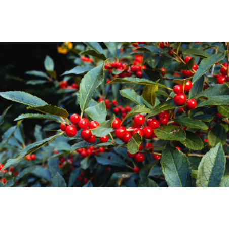 OSTROKRZEW OKÓŁKOWY Ilex verticillata