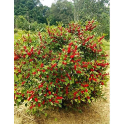 OSTROKRZEW OKÓŁKOWY Ilex verticillata