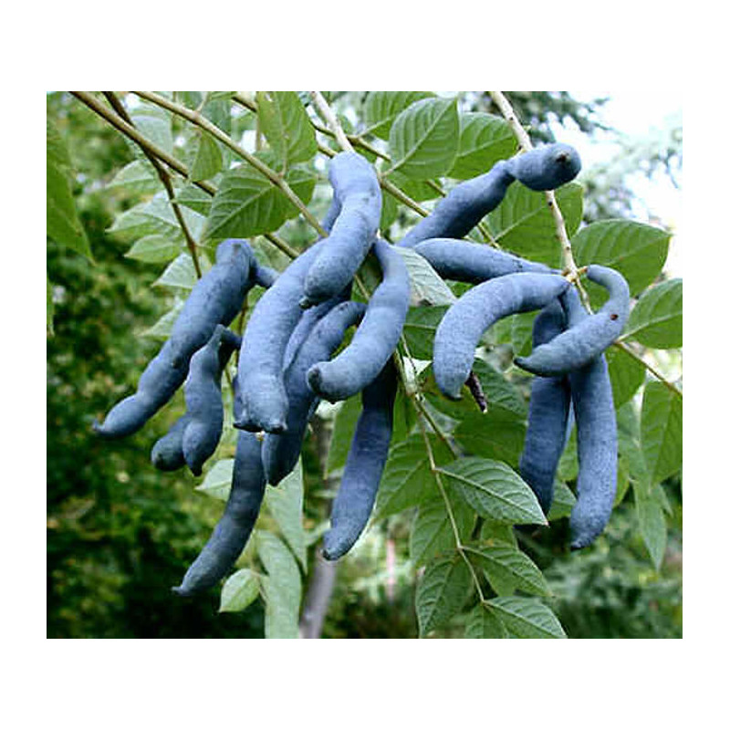 PAŁECZNIK CHIŃSKI Decaisnea fargesii