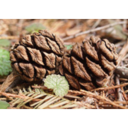 Sequoiadendron giganteum