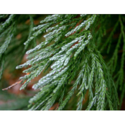 MAMUTOWIEC OLBRZYMI Sequoiadendron giganteum