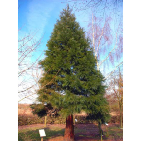 MAMUTOWIEC OLBRZYMI Sequoiadendron giganteum