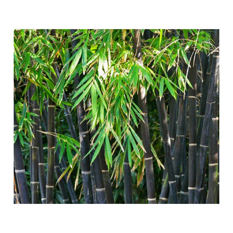 BAMBUS CZARNY Phyllostachys nigra