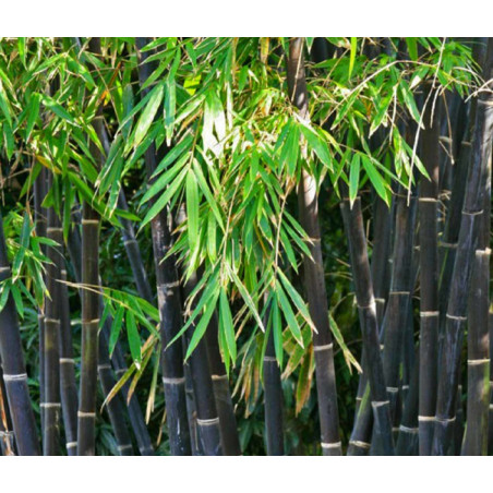 Phyllostachys nigra