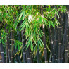 BAMBUS CZARNY Phyllostachys nigra