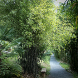 BAMBUS CZARNY Phyllostachys nigra