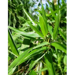 Phyllostachys pubescens