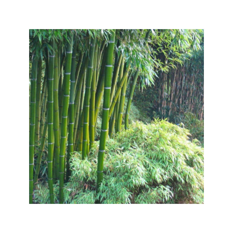 BAMBUS MROZOODPORNY Phyllostachys pubescens