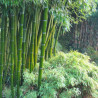Phyllostachys pubescens