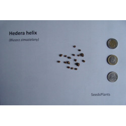 BLUSZCZ ZIMOZIELONY Hedera helix NW
