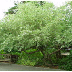 OLIWNIK BALDASZKOWY Eleagnus umbellata