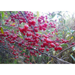 OLIWNIK BALDASZKOWY Eleagnus umbellata