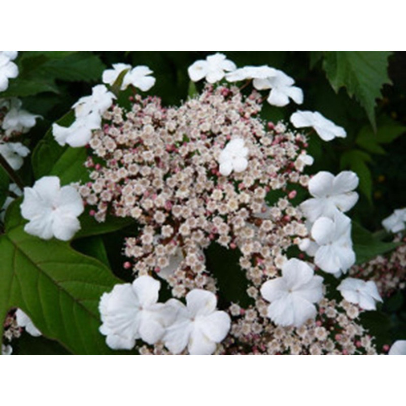 KALINA SARGENTA Viburuum sargentii