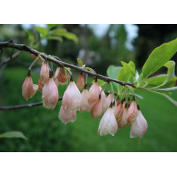 OŚNIEŻA KAROLIŃSKA Halesia carolina