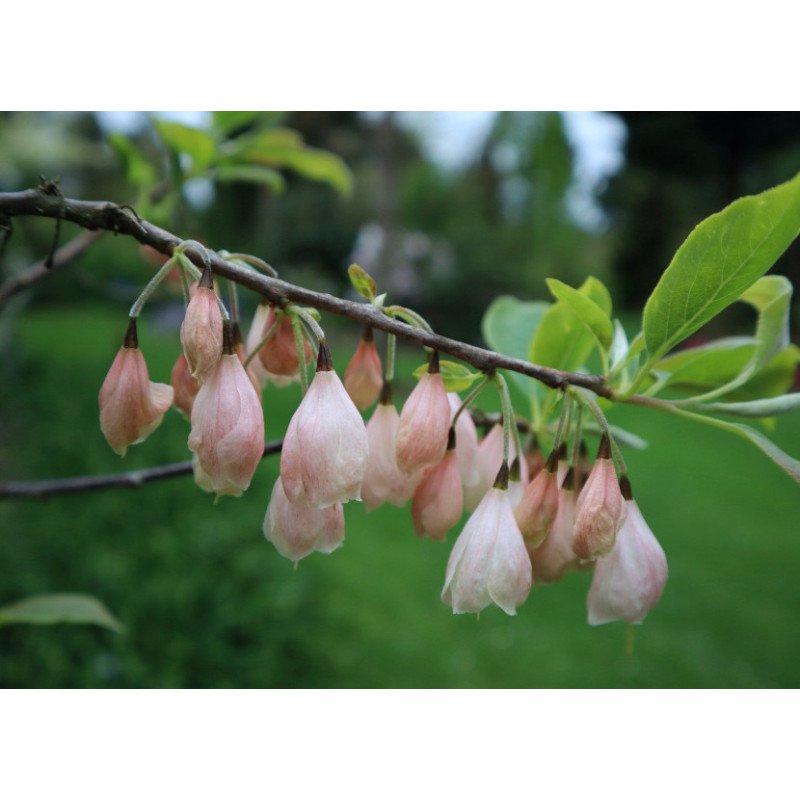 OŚNIEŻA KAROLIŃSKA Halesia carolina