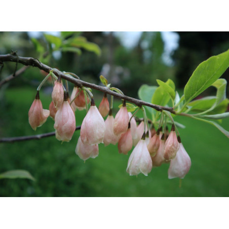 OŚNIEŻA KAROLIŃSKA Halesia carolina