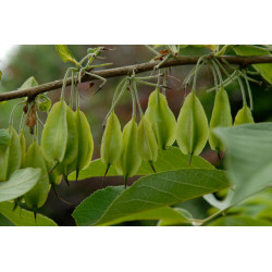 OŚNIEŻA KAROLIŃSKA Halesia carolina