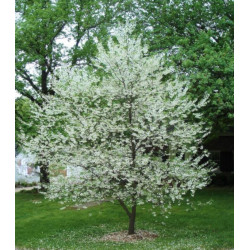 OŚNIEŻA KAROLIŃSKA Halesia carolina