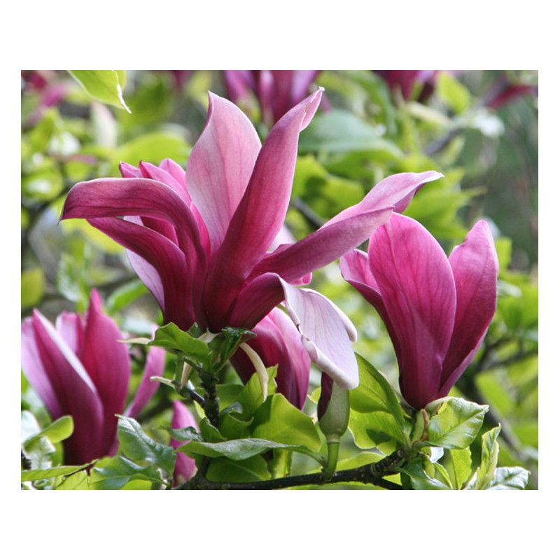 MAGNOLIA FIOLETOWA Magnolia liliflora