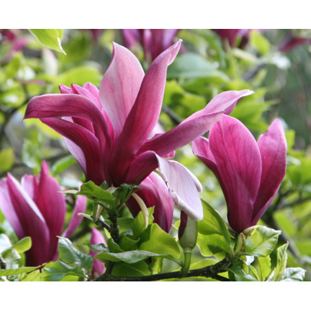 MAGNOLIA FIOLETOWA Magnolia liliflora