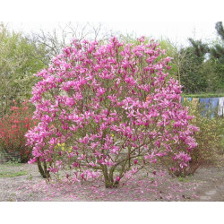 MAGNOLIA FIOLETOWA Magnolia liliflora