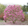 MAGNOLIA FIOLETOWA Magnolia liliflora