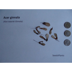 KLON TATARSKI GINNALA Acer ginnala