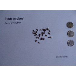 SOSNA WEJMUTKA Pinus strobus