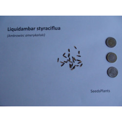 Liquidambar styraciflua