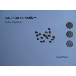KALINA ŚLIWOLISTNA Viburnum prunifolium
