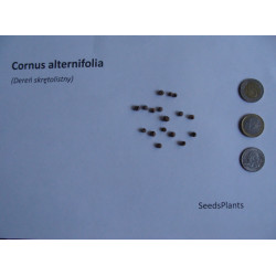 DEREŃ SKRĘTOLISTNY Cornus alternifolia