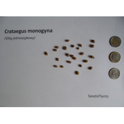 GŁÓG JEDNOSZYJKOWY Crataegus monogyna