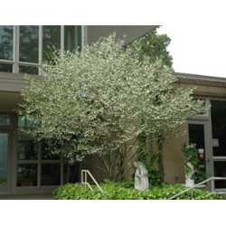 STYRAK JAPOŃSKI Styrax japonica