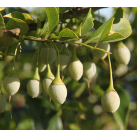 STYRAK JAPOŃSKI Styrax japonica