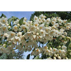 STYRAK JAPOŃSKI Styrax japonica