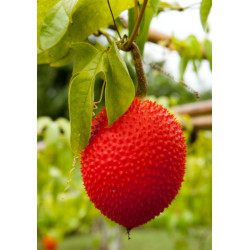 PRZEPĘKLA Momordica cochinchinensis