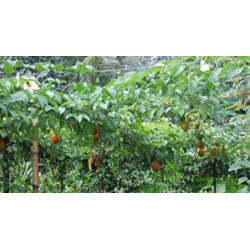 Momordica cochinchinensis