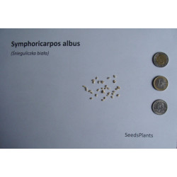 ŚNIEGULICZKA BIAŁA Symphoricarpos albus