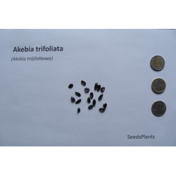 AKEBIA TRÓJLISTKOWA Akebia trifoliata