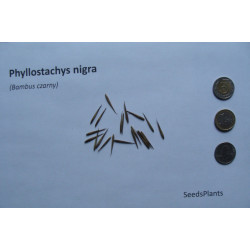 Phyllostachys nigra