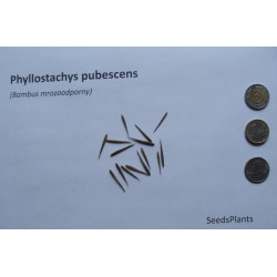 Phyllostachys pubescens