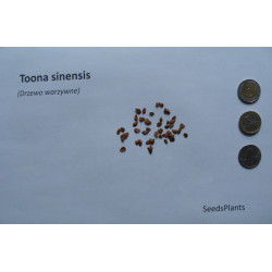 DRZEWO WARZYWNE Toona sinensis