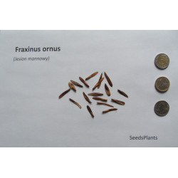 Fraxinus angustifolia