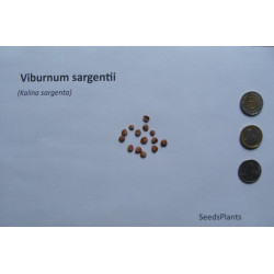 Viburuum sargentii