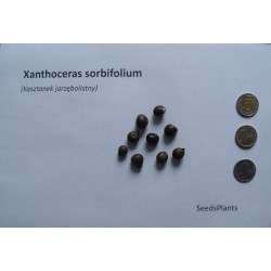 KASZTANEK JARZĘBOLISTNY Xanthoceras sorbifolium