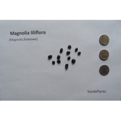 MAGNOLIA FIOLETOWA Magnolia liliflora