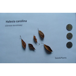 Halesia carolina