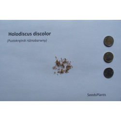 PUSTOKRĘŻNIK  RÓŻNOBARWNY Holodiscus discolor