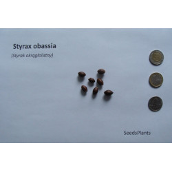 Styrax obassia