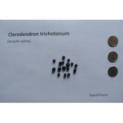 SZCZĘŚLIN PÓŹNY Clerodendron trichotonum